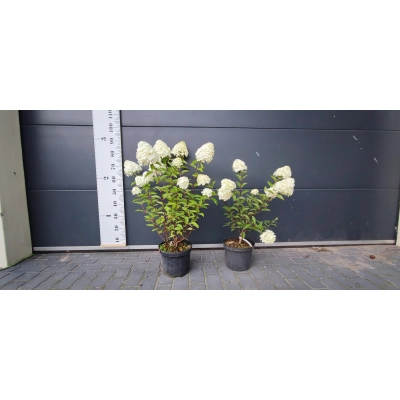 Hortensja bukietowa Hydrangea panikulata Truskawkowa XXL Donica 5 L